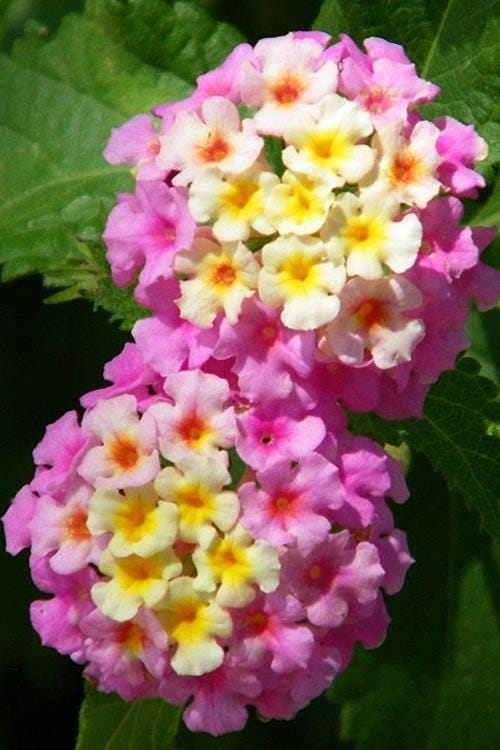Lantana Miss Huff Pink Live Plants (5-9") Pack of 2 (TWO) - Hardy Lantana Camara - Cold Hardy Zone 7-11 - Vibrant Pink & Yellow Blooms
