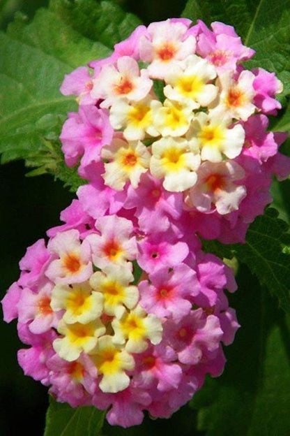 Lantana Miss Huff Pink Live Plants (5-9") Pack of 2 (TWO) - Hardy Lantana Camara - Cold Hardy Zone 7-11 - Vibrant Pink & Yellow Blooms