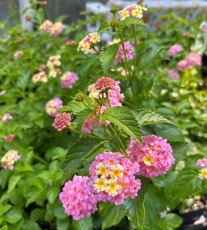 Lantana Miss Huff Pink Live Plants (5-9") Pack of 2 (TWO) - Hardy Lantana Camara - Cold Hardy Zone 7-11 - Vibrant Pink & Yellow Blooms