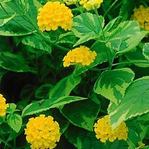 Yellow Lantana - Samantha Lantana Live Plants (5-9") - Pack of 2 (TWO) - Rare Variegated Lemon Foliage - Hardy Zone 7-11