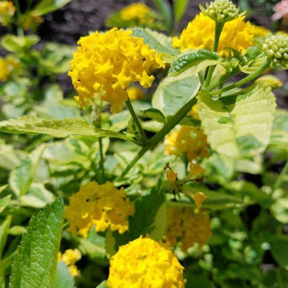 Yellow Lantana - Samantha Lantana Live Plants (5-9") - Pack of 2 (TWO) - Rare Variegated Lemon Foliage - Hardy Zone 7-11