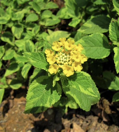 Yellow Lantana - Samantha Lantana Live Plants (5-9") - Pack of 2 (TWO) - Rare Variegated Lemon Foliage - Hardy Zone 7-11