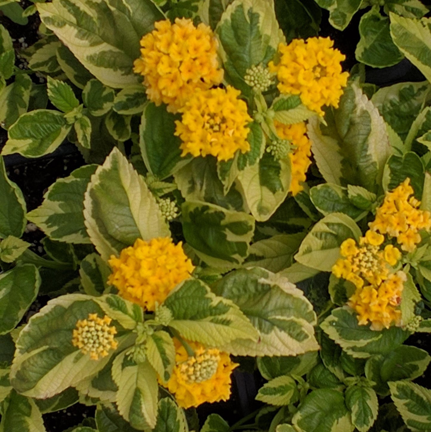 Yellow Lantana - Samantha Lantana Live Plants (5-9") - Pack of 2 (TWO) - Rare Variegated Lemon Foliage - Hardy Zone 7-11