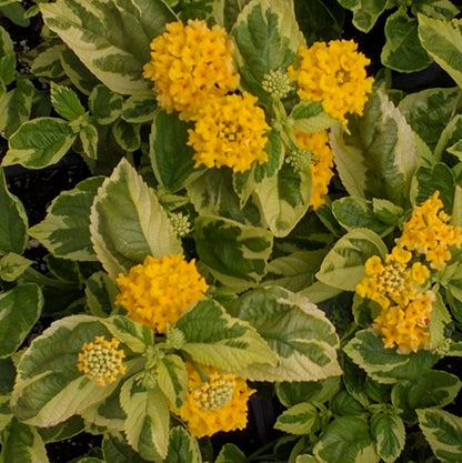 Yellow Lantana - Samantha Lantana Live Plants (5-9") - Pack of 2 (TWO) - Rare Variegated Lemon Foliage - Hardy Zone 7-11