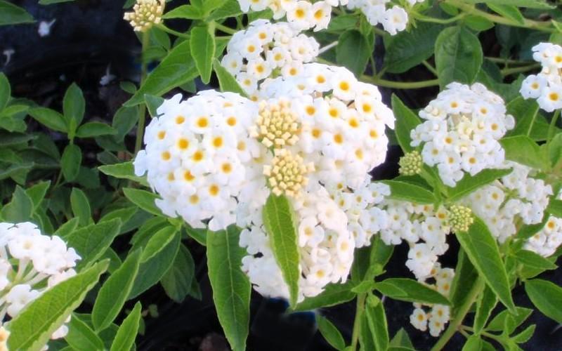 White Lantana Live Plants (5-9") - Pack of 2 (TWO) - Trailing White Blooms - Silver Mound Lantanas - Creamy Moon Garden Flower