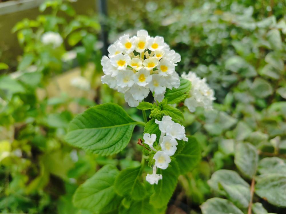 White Lantana Live Plants (5-9") - Pack of 2 (TWO) - Trailing White Blooms - Silver Mound Lantanas - Creamy Moon Garden Flower