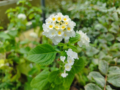 White Lantana Live Plants (5-9") - Pack of 2 (TWO) - Trailing White Blooms - Silver Mound Lantanas - Creamy Moon Garden Flower