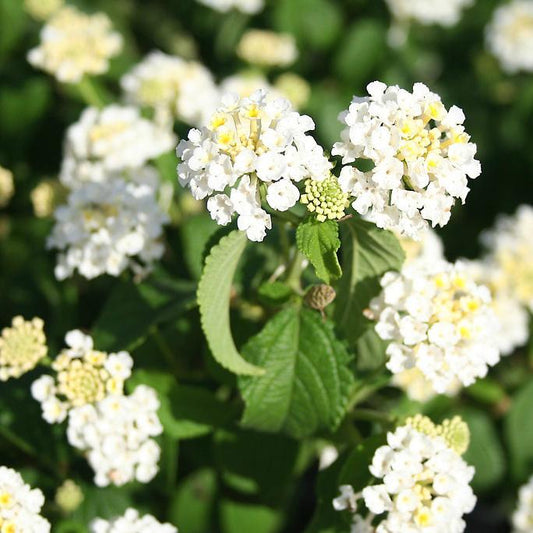 Trailing White Lantana Live Plants (5-9") - Pack of 2 (TWO) - Weeping Lantana Montevidensis - Heat Tolerant Groundcover