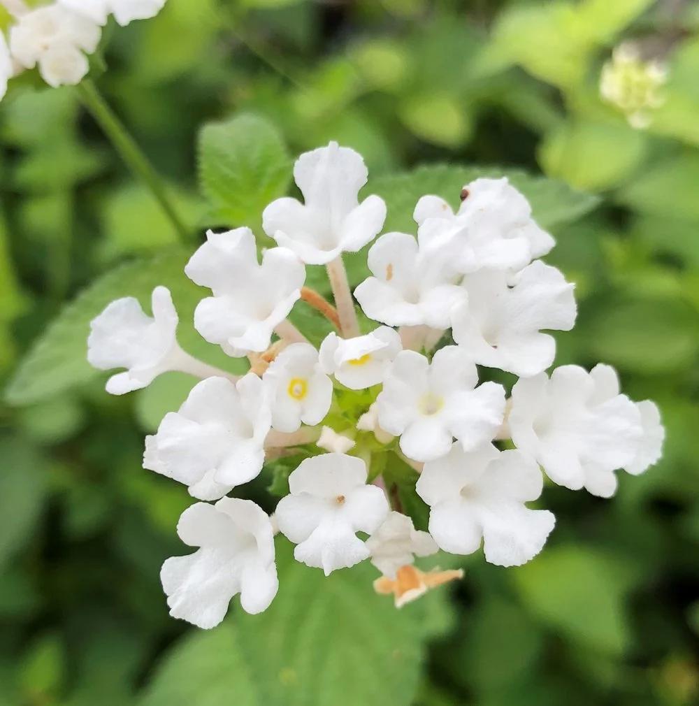 Trailing White Lantana Live Plants (5-9") - Pack of 2 (TWO) - Weeping Lantana Montevidensis - Heat Tolerant Groundcover