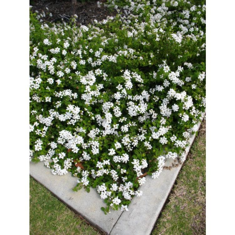 Trailing White Lantana Live Plants (5-9") - Pack of 2 (TWO) - Weeping Lantana Montevidensis - Heat Tolerant Groundcover