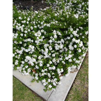 Trailing White Lantana Live Plants (5-9") - Pack of 2 (TWO) - Weeping Lantana Montevidensis - Heat Tolerant Groundcover