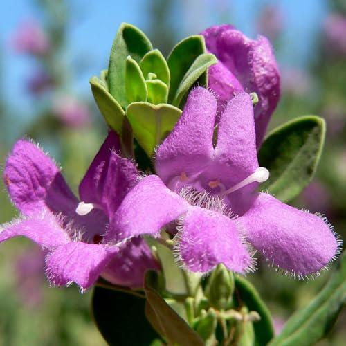 Dwarf Texas Sage Live Plants (5-9") - Pack of 2 (TWO) - Leucophyllum frutescens 'Compacta' - Drought Tolerant Silver Shrub
