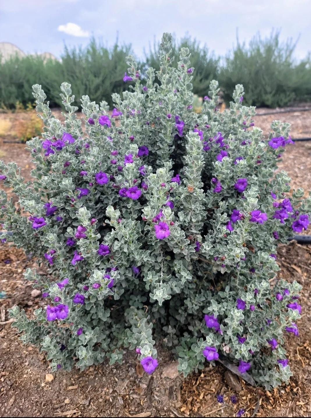Dwarf Texas Sage Live Plants (5-9") - Pack of 2 (TWO) - Leucophyllum frutescens 'Compacta' - Drought Tolerant Silver Shrub