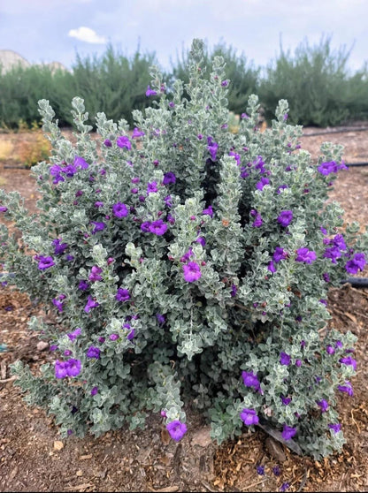 Dwarf Texas Sage Live Plants (5-9") - Pack of 2 (TWO) - Leucophyllum frutescens 'Compacta' - Drought Tolerant Silver Shrub