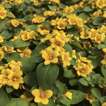 Golden Globes Live Plants (5-9") - Pack of 2 (TWO) - Creeping Jenny Loosestrife - Lysimachia Procumbens
