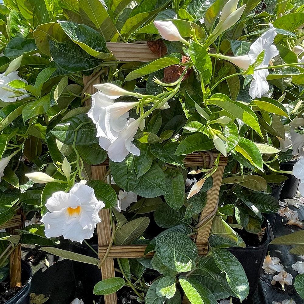 Bride's Cascade Mandevilla Live Plants (5-9") - Pack of 2 (TWO) - White Rocktrumpet Vine