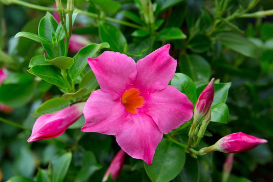 Mandevilla Pink Fury Live Plants (5-9") - Pack of 2 - Hot Pink Rocktrumpet Vine