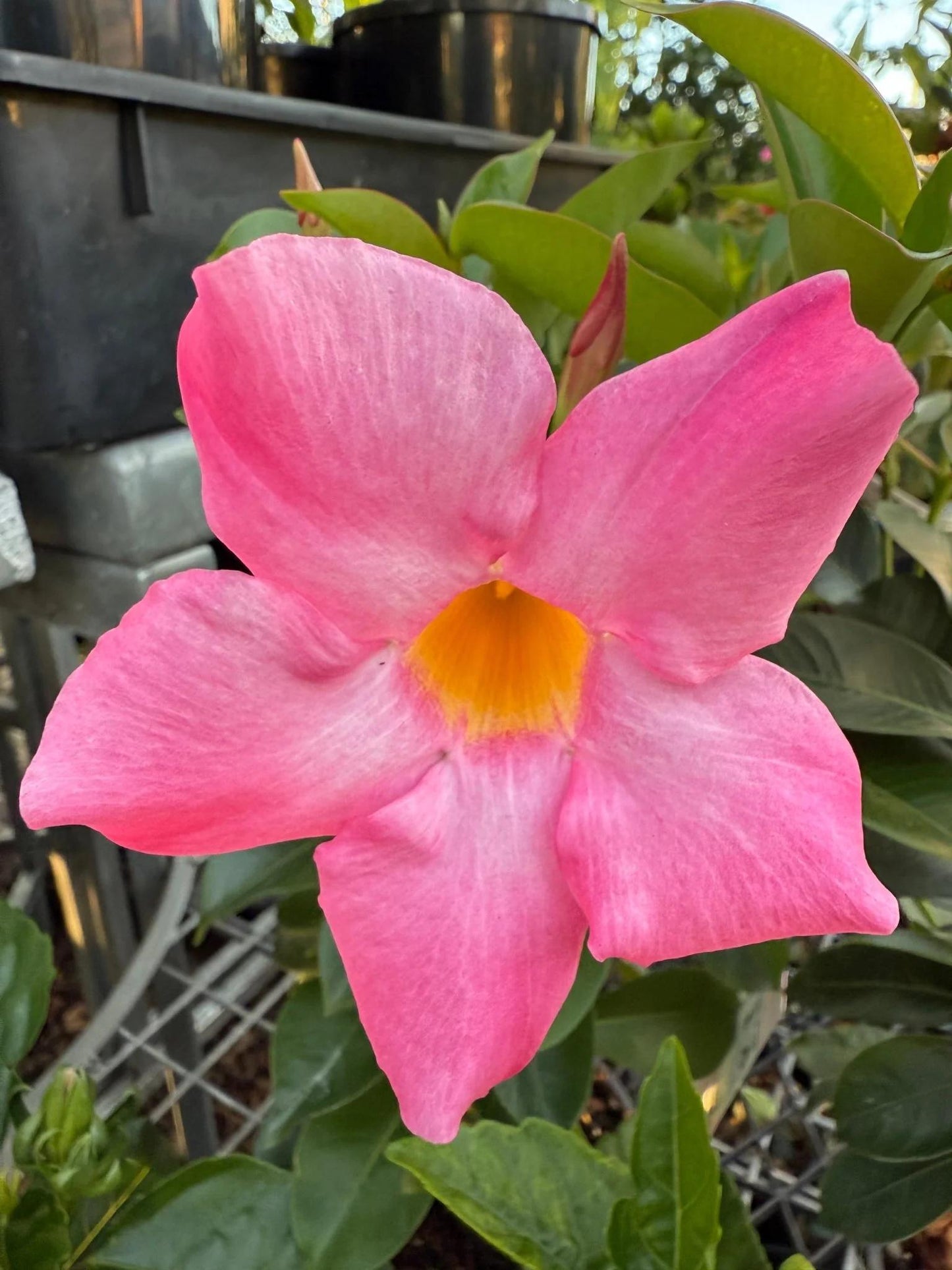 Mandevilla Pink Fury Live Plants (5-9") - Pack of 2 - Hot Pink Rocktrumpet Vine