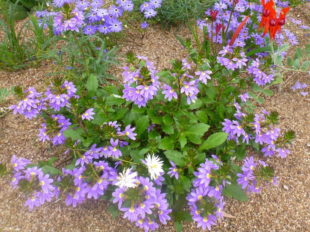 Scaevola Purple Fanfare Live Plants – photo 3