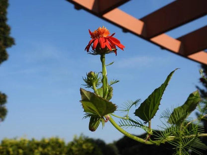Mexican Flame Vine Live Plants | Pack of 2 (TWO) | 5-9" Tall | Senecio Confusus | Orange Glow Vine | Climbing Monarch Butterfly Magnet