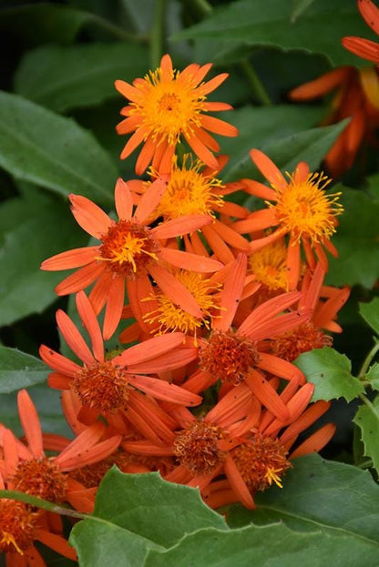 Mexican Flame Vine Live Plants | Pack of 2 (TWO) | 5-9" Tall | Senecio Confusus | Orange Glow Vine | Climbing Monarch Butterfly Magnet