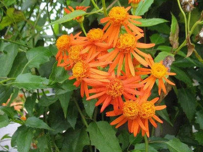 Mexican Flame Vine Live Plants | Pack of 2 (TWO) | 5-9" Tall | Senecio Confusus | Orange Glow Vine | Climbing Monarch Butterfly Magnet