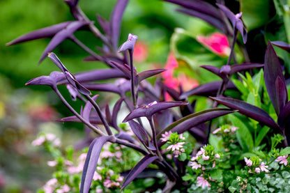 Purple Heart Setcreasea Live Plants | Pack of 2 (TWO) | 5-9" Tall | Tradescantia Pallida / Purple Queen | Vivid Violet Trailing Houseplant