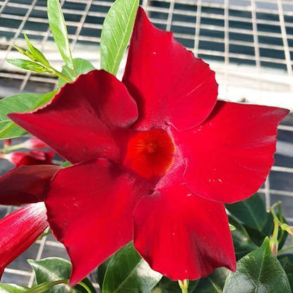 Mandevilla Red Fury Live Plants (5-9") - Pack of 2 (TWO) - Deep Crimson Rocktrumpet Vine