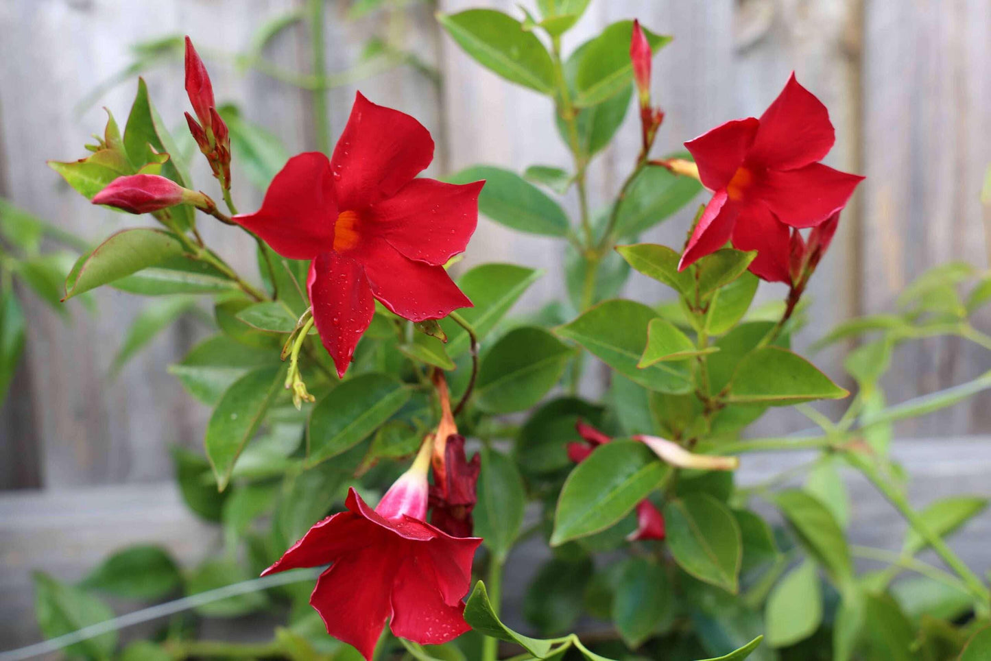 Mandevilla Red Fury Live Plants (5-9") - Pack of 2 (TWO) - Deep Crimson Rocktrumpet Vine