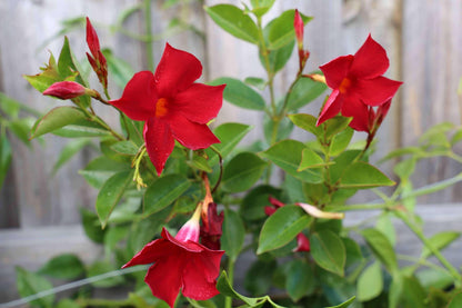 Mandevilla Red Fury Live Plants (5-9") - Pack of 2 (TWO) - Deep Crimson Rocktrumpet Vine