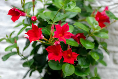 Mandevilla Red Fury Live Plants (5-9") - Pack of 2 (TWO) - Deep Crimson Rocktrumpet Vine