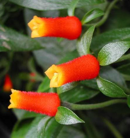 Candy Corn Manettia Live Plants (5-9") - Pack of 2 (TWO) - Firecracker Vine Luteorubra - Rare Red & Yellow Blooms