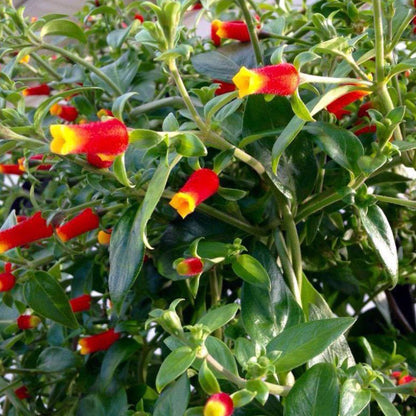Candy Corn Manettia Live Plants (5-9") - Pack of 2 (TWO) - Firecracker Vine Luteorubra - Rare Red & Yellow Blooms