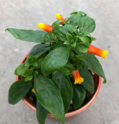 Candy Corn Manettia Live Plants (5-9") - Pack of 2 (TWO) - Firecracker Vine Luteorubra - Rare Red & Yellow Blooms