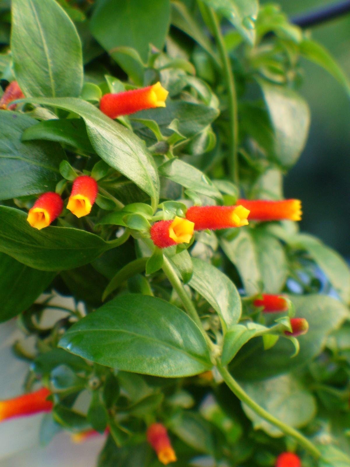 Candy Corn Manettia Live Plants (5-9") - Pack of 2 (TWO) - Firecracker Vine Luteorubra - Rare Red & Yellow Blooms