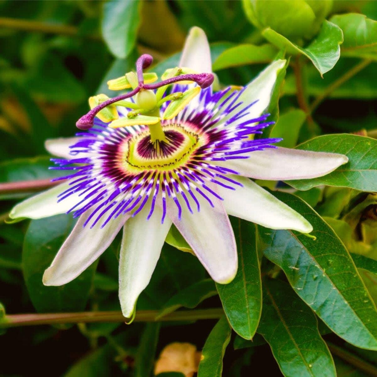 Blue Caerulea Passiflora (Passion Flower) Live Plant | 5-9" Tall | Hardy Zone 6-9 | Fast-Growing