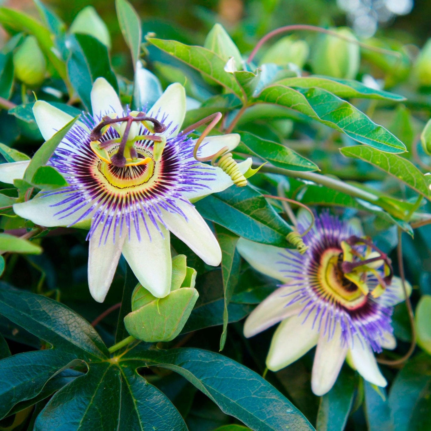 Blue Caerulea Passiflora (Passion Flower) Live Plant | 5-9" Tall | Hardy Zone 6-9 | Fast-Growing