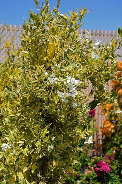 Variegated Potato Vine Plants | Pack of 2 (TWO) | 5-9 Inch Solanum Jasminoides | Jasmine Nightshade | Fast-Growing Climber