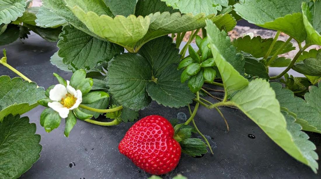 Florida Encore Strawberry Live Plants | Pack of 2 (TWO) | 5-9" Tall | Short Day Fragaria