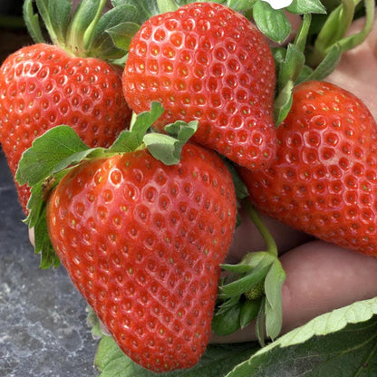 Florida Encore Strawberry Live Plants | Pack of 2 (TWO) | 5-9" Tall | Short Day Fragaria