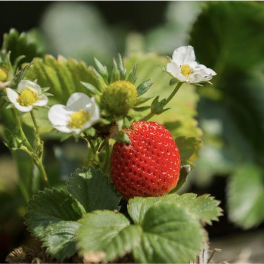 Florida Ember Strawberry Live Plants | Pack of 2 (TWO) | 5-9" Tall | Early Yield Fragaria