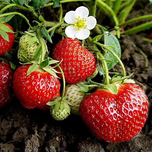 Florida Sweet Sensation Strawberry Plants | Pack of 2 (TWO) | 5-9" Tall | Fragaria x Ananassa | High Sugar Short Day Variety