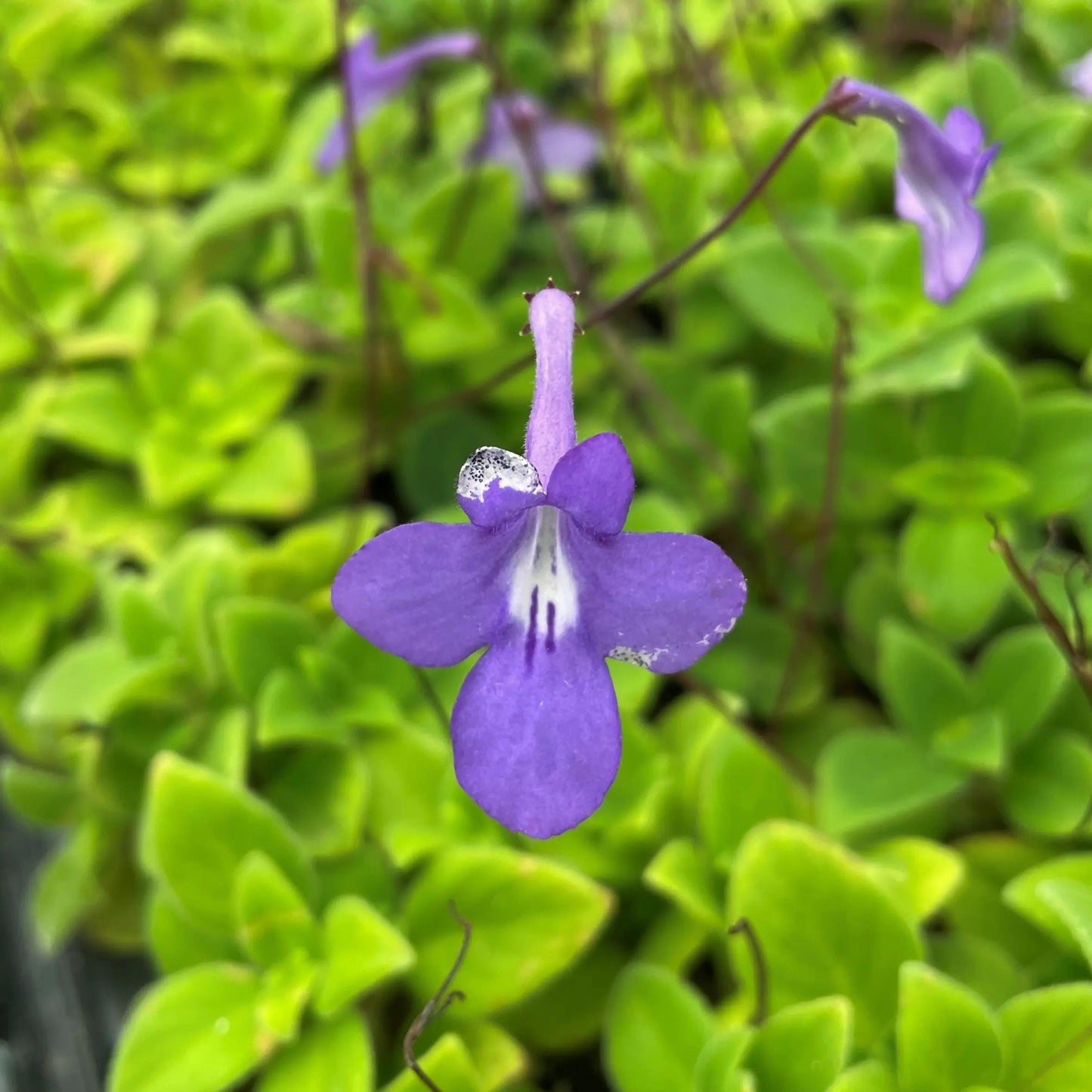 Concord Blue Streptocarpella Plants | Pack of 2 (TWO) | 5-9 Inch Streptocarpus Saxorum | False African Violet | Shade Loving Nodding Violet
