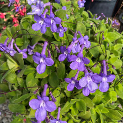 Concord Blue Streptocarpella Plants | Pack of 2 (TWO) | 5-9 Inch Streptocarpus Saxorum | False African Violet | Shade Loving Nodding Violet