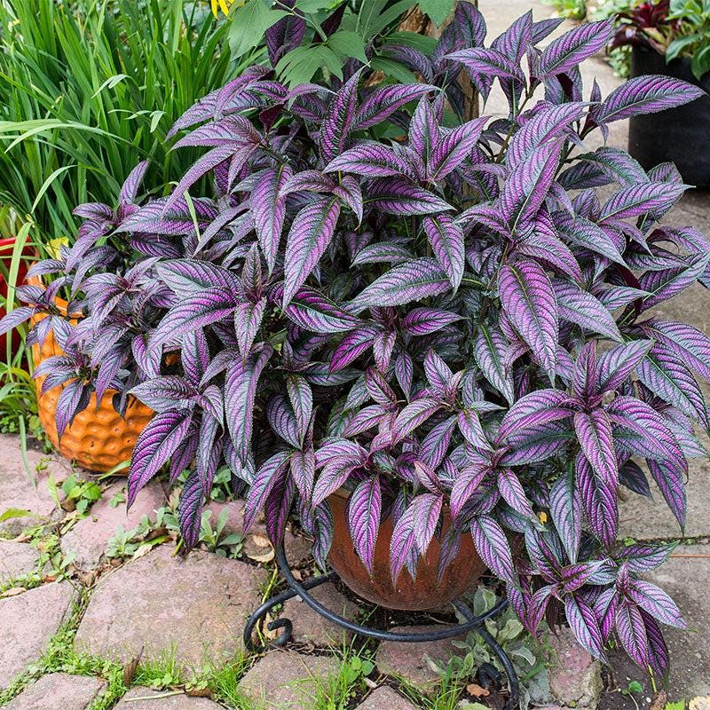 Persian Shield Live Plants | Pack of 2 (TWO) | 5-9 Inch Strobilanthes Dyerianus | Royal Purple
