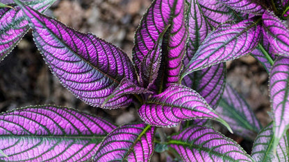 Persian Shield Live Plants | Pack of 2 (TWO) | 5-9 Inch Strobilanthes Dyerianus | Royal Purple
