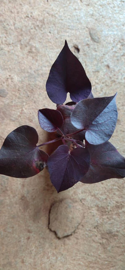 Black Heart Sweet Potato Vine Plants | Pack of 2 (TWO) | 5-9 Inch Ipomoea Batatas | Ornamental Purple Foliage