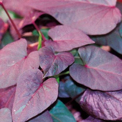 Black Heart Sweet Potato Vine Plants | Pack of 2 (TWO) | 5-9 Inch Ipomoea Batatas | Ornamental Purple Foliage