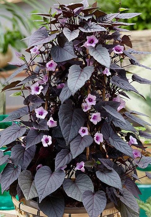 Black Heart Sweet Potato Vine Plants | Pack of 2 (TWO) | 5-9 Inch Ipomoea Batatas | Ornamental Purple Foliage