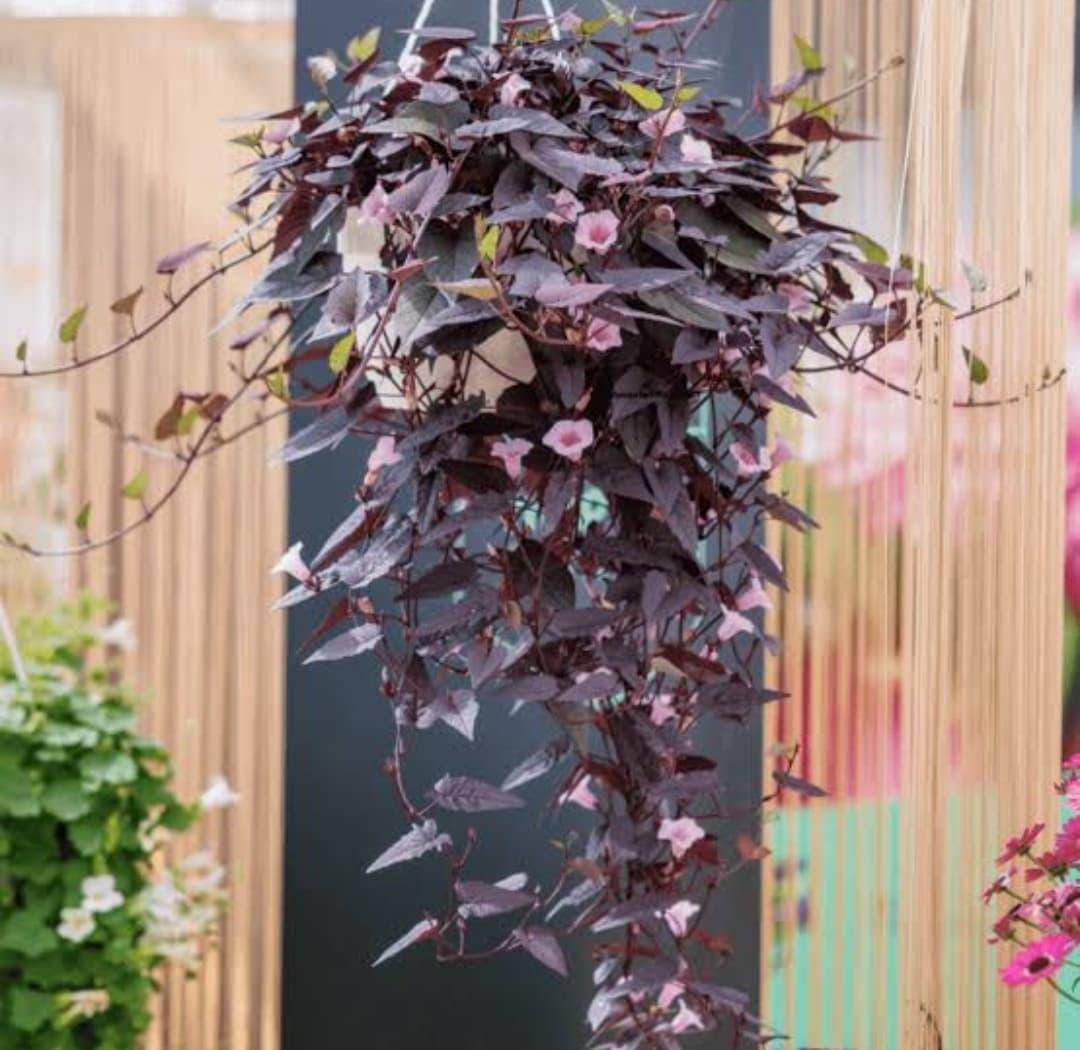 Black Heart Sweet Potato Vine Plants | Pack of 2 (TWO) | 5-9 Inch Ipomoea Batatas | Ornamental Purple Foliage
